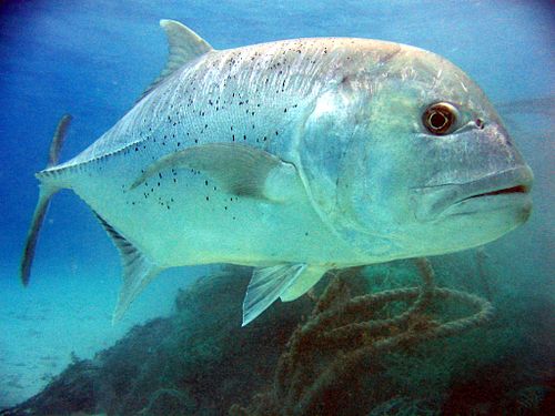 Giant trevally